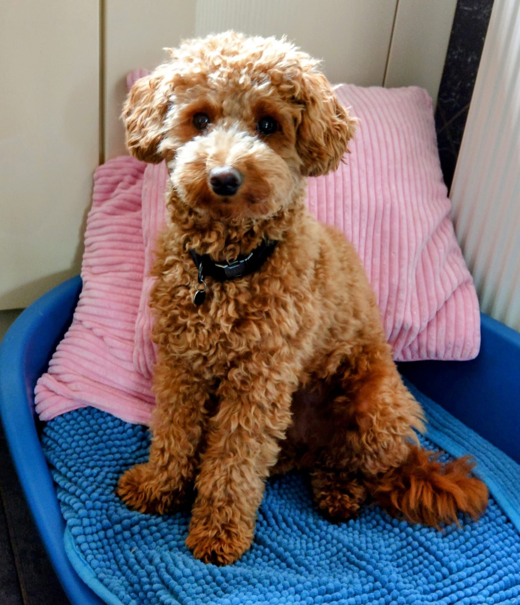 Een krullende bruine hond zit op een blauw kussen met een roze kussen erachter.