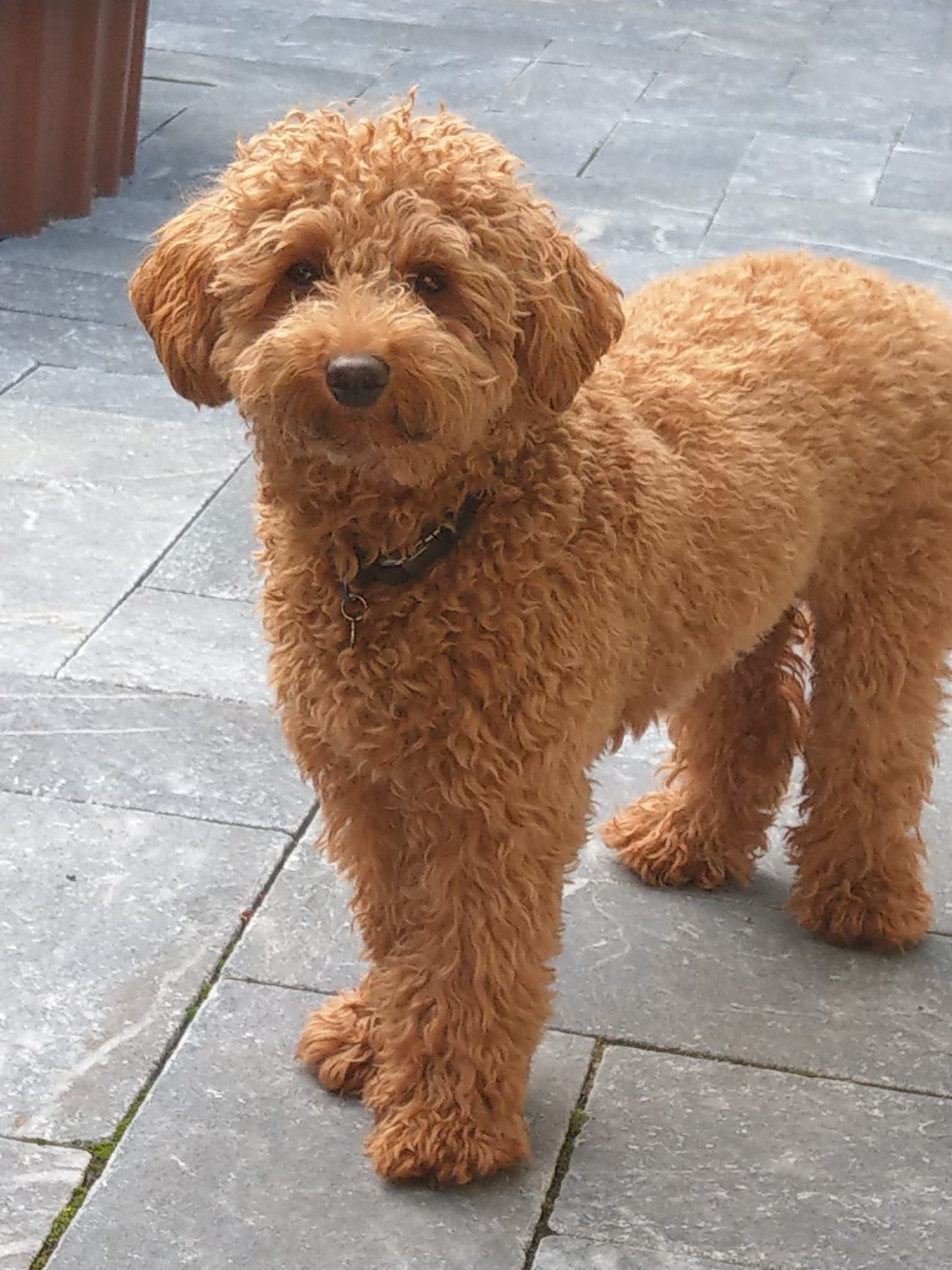 Een bruine hond met krullen staat op een grijze stenen stoep en kijkt naar de camera.
