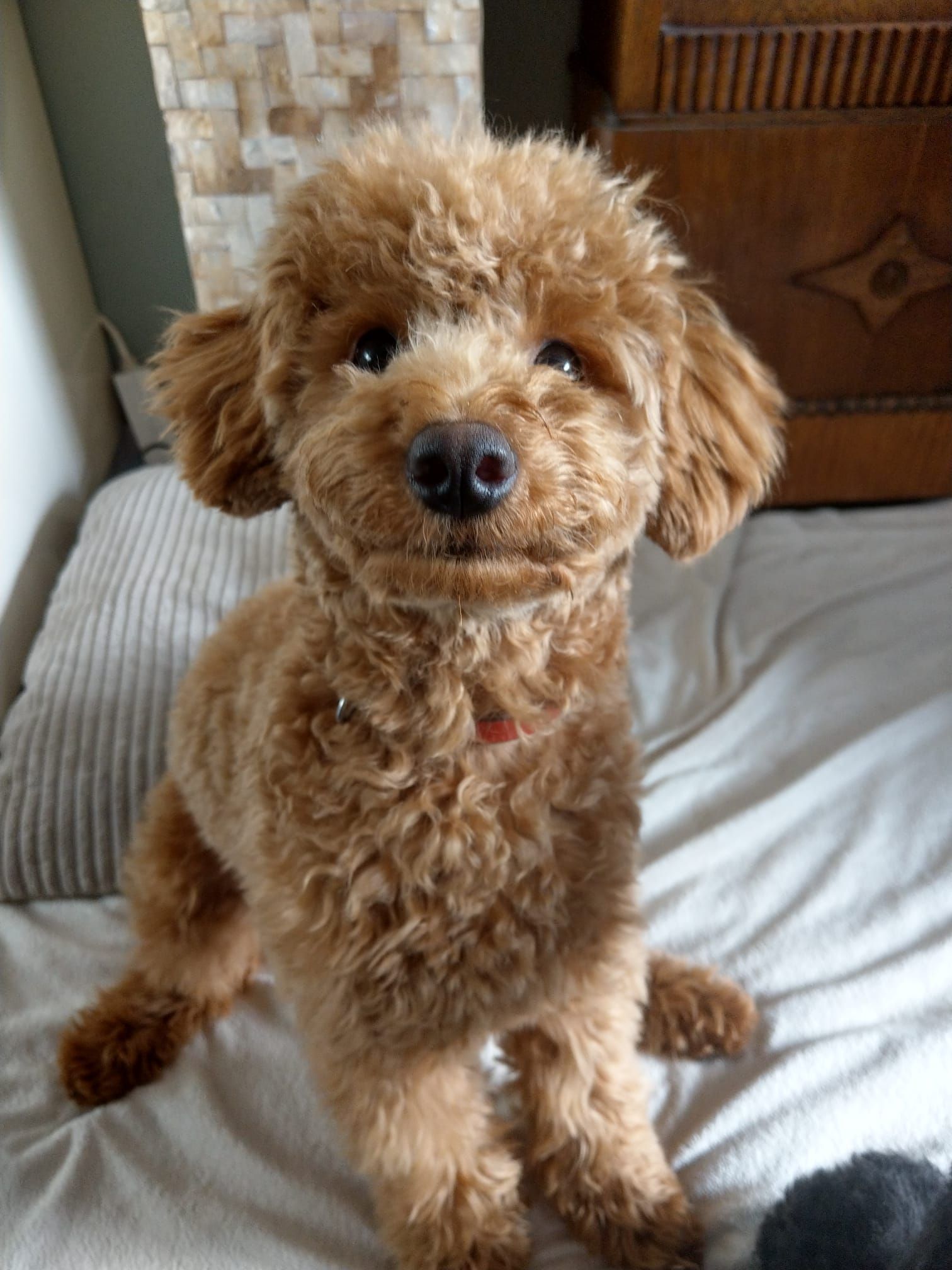 Een klein bruin hondje met krullend haar zit op een bed en kijkt met een pluizig gezichtje naar de camera.