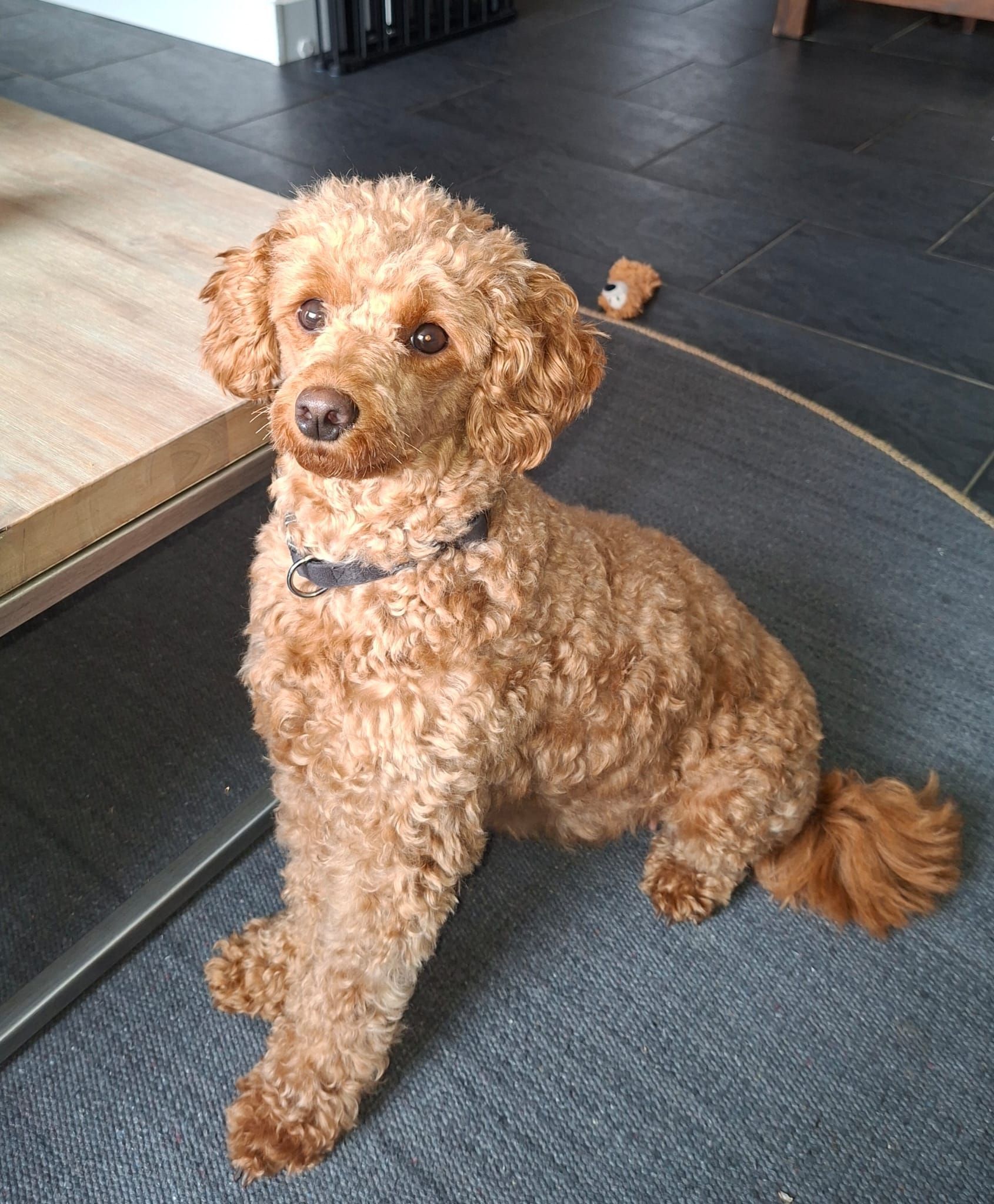 Een bruine hond met krullen zit binnen op een kleed en kijkt naar de camera.