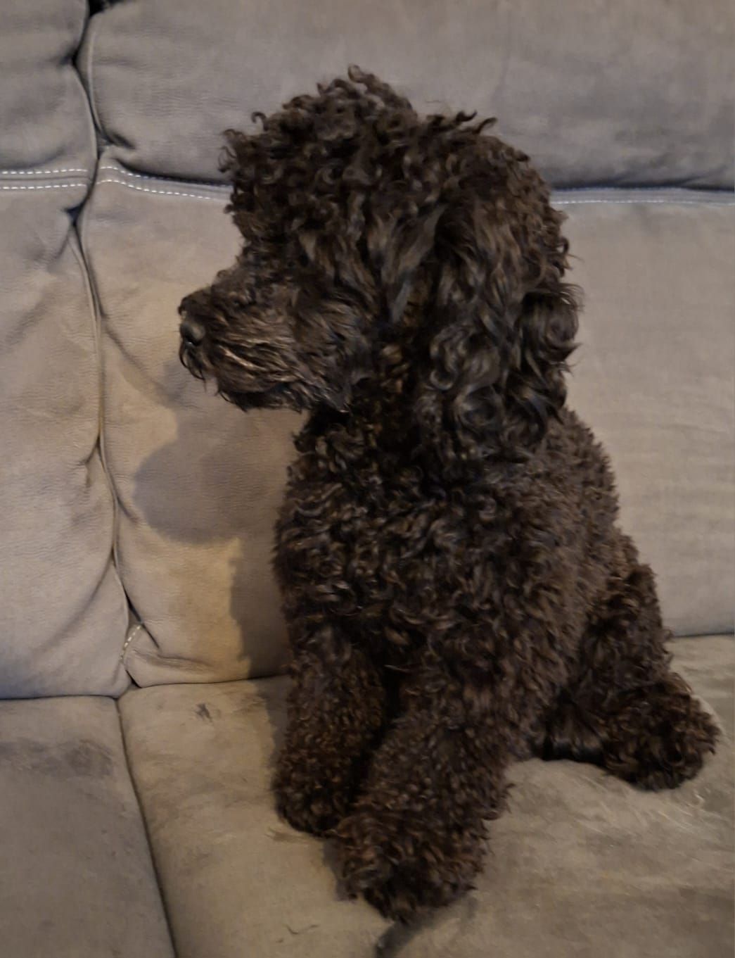 Een zwarte hond met krullend haar zit op zijn zij op een grijze bank en kijkt naar links.