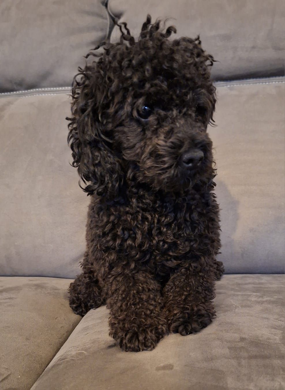 Een klein zwart puppy met krullend haar zit op een grijze bank en kijkt opzij.
