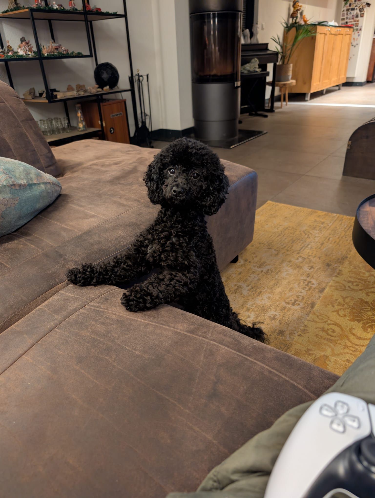Een zwarte hond zit op een bank in een gezellige woonkamer, met een open haard en een vloerkleed op de achtergrond.