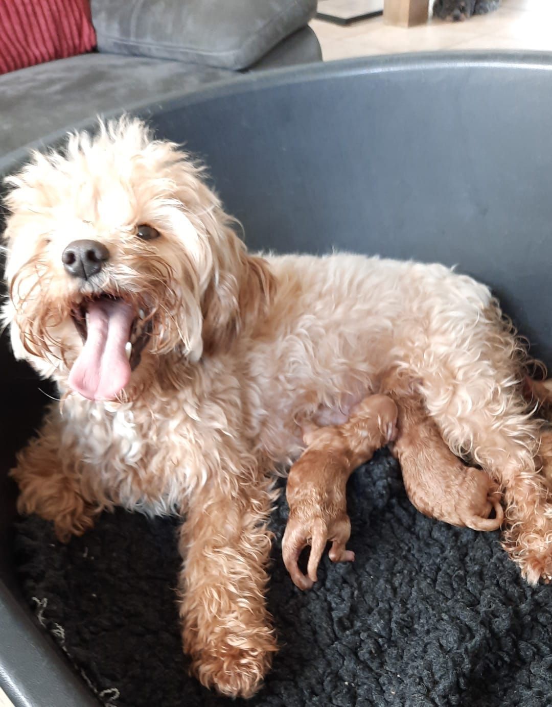 Een klein, lichtbruin hondje gaapt op een donker hondenbed, met daaronder een piepklein bruin puppy dat drinkt bij de borst.