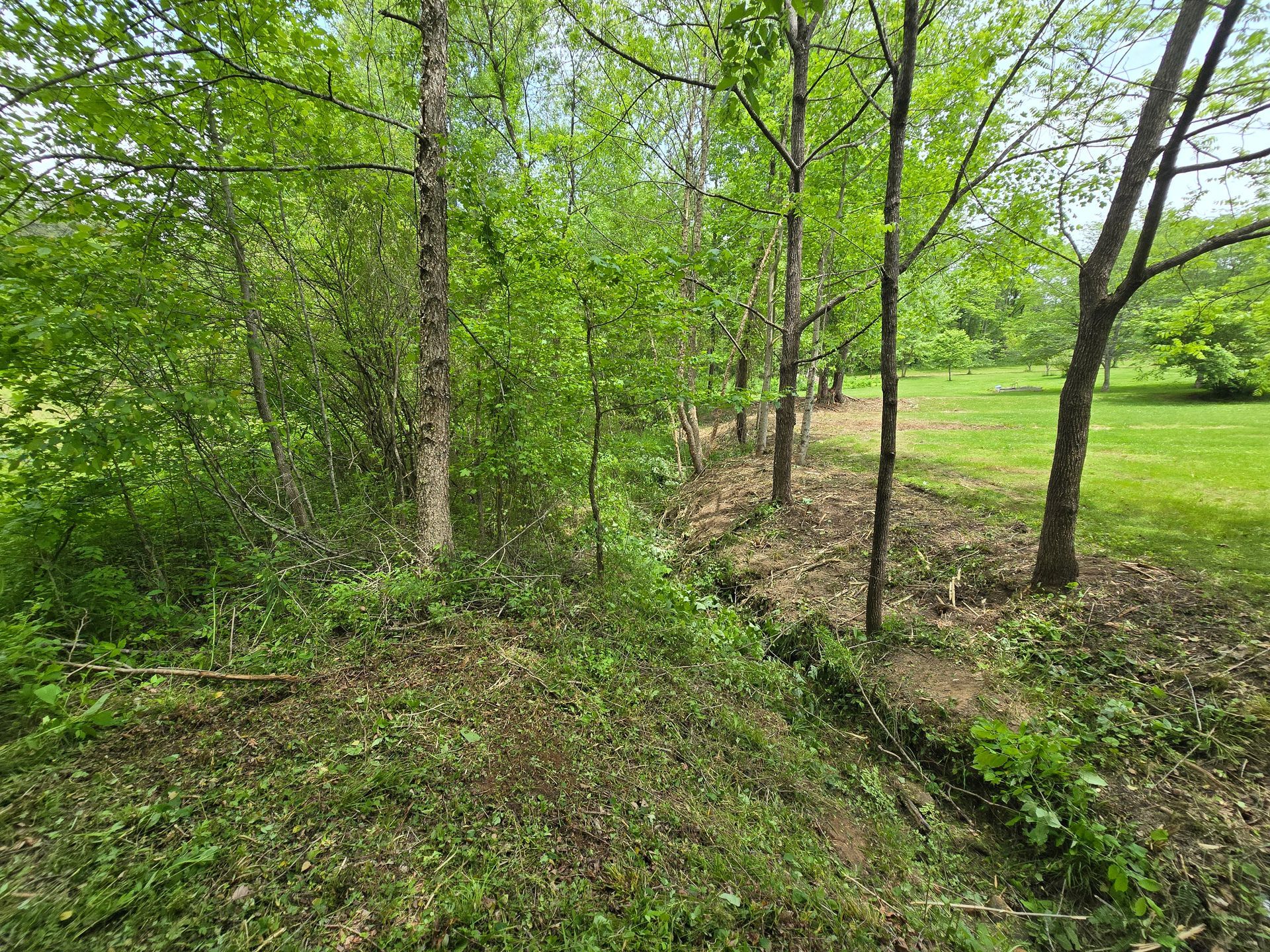 Wooded ravine with green trees, a narrow dirt path, and a small creek in the foreground