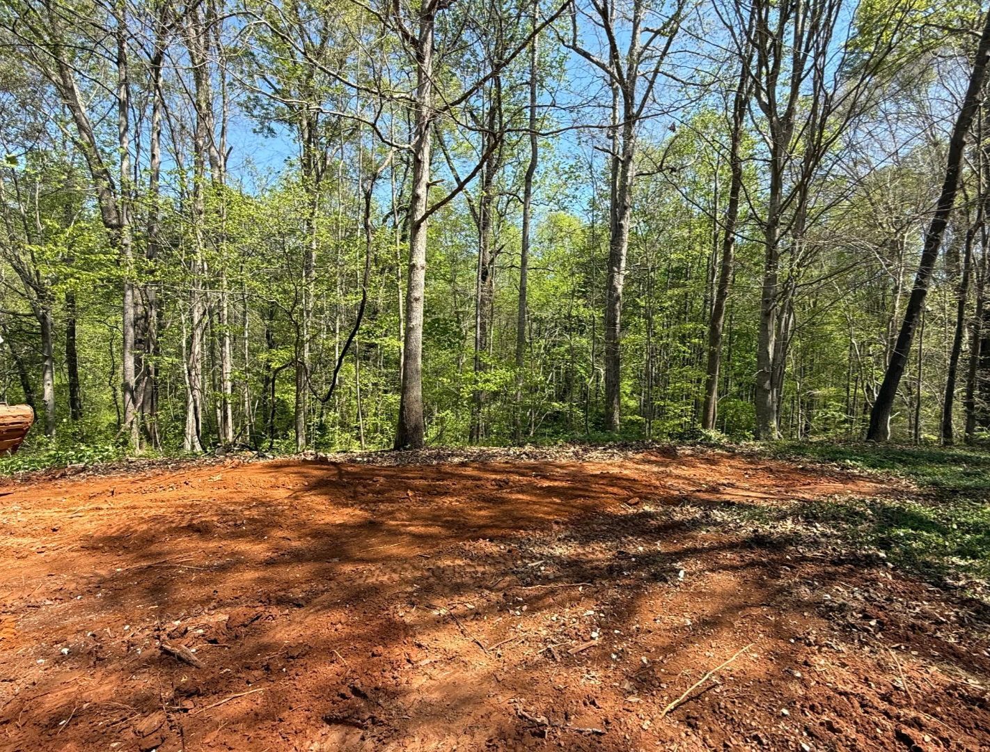 Sunlit forest clearing with bare trees and a freshly graded reddish dirt surface
