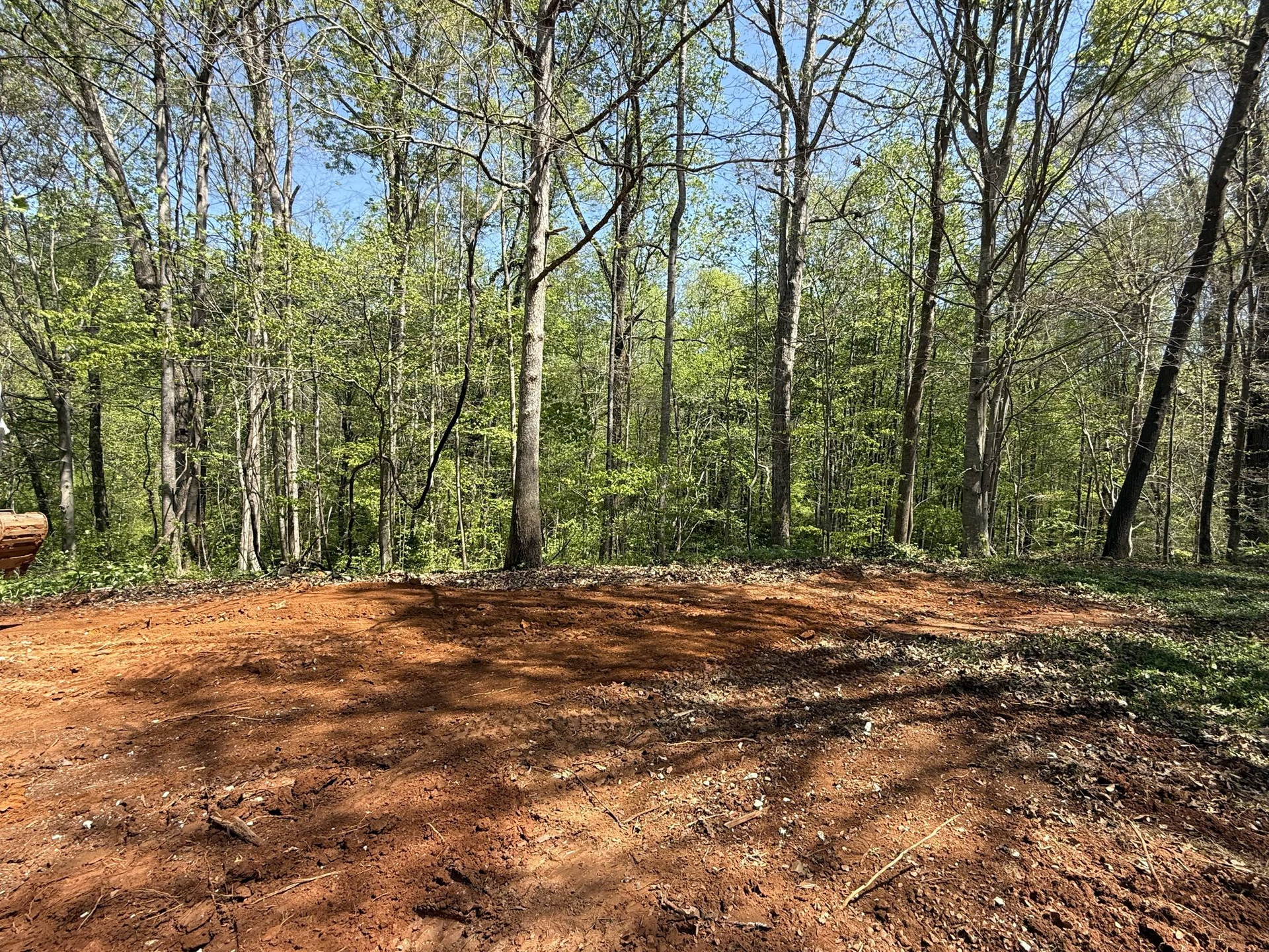 Wooded clearing with bare dirt, surrounded by tall trees in bright daylight.