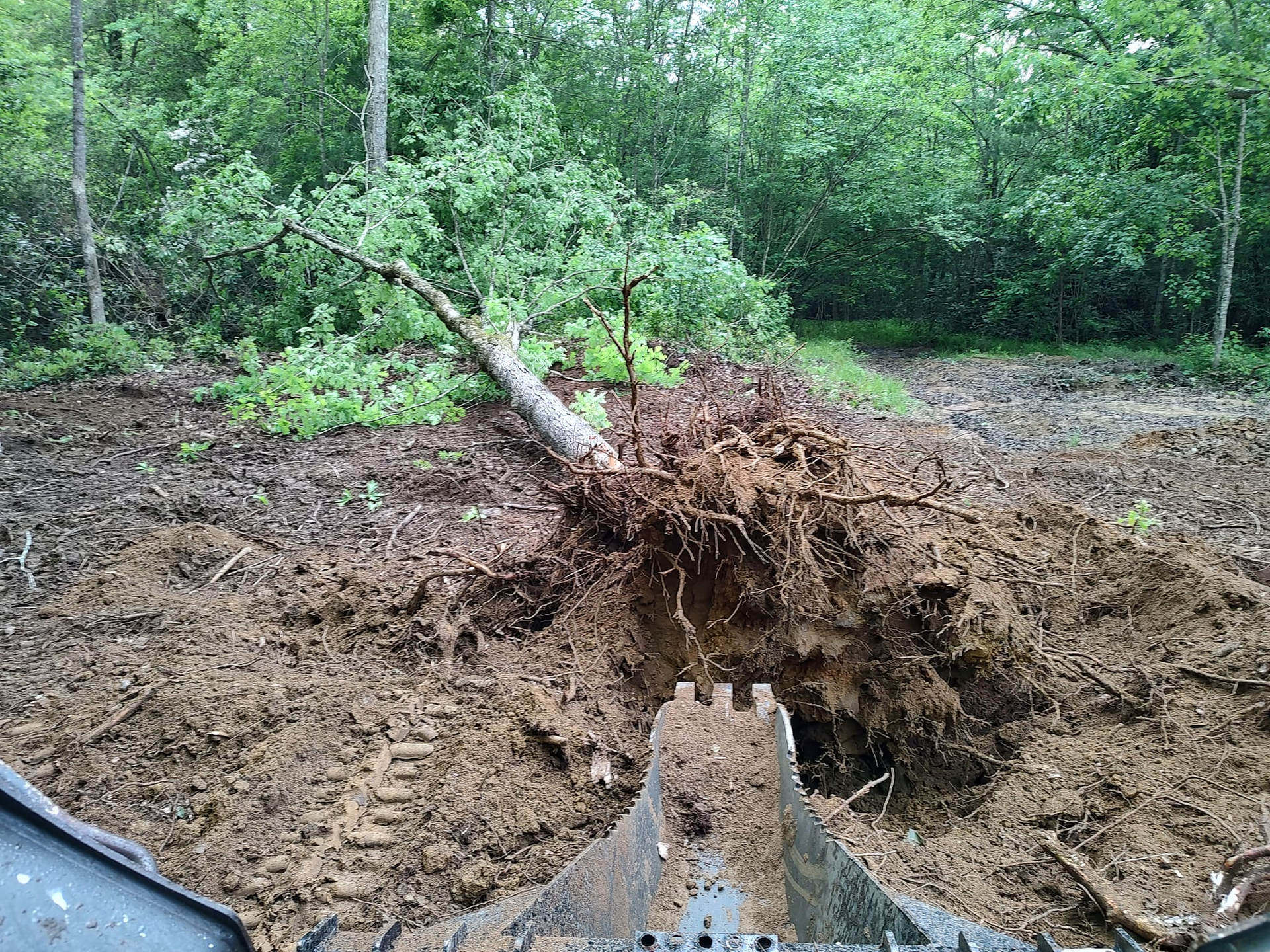 Uprooted tree with exposed roots and muddy soil in a wooded clearing