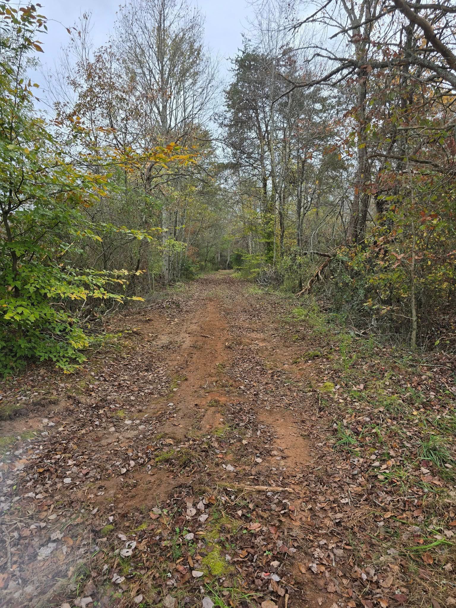 Leaf-covered dirt trail through autumn trees under an overcast sky
