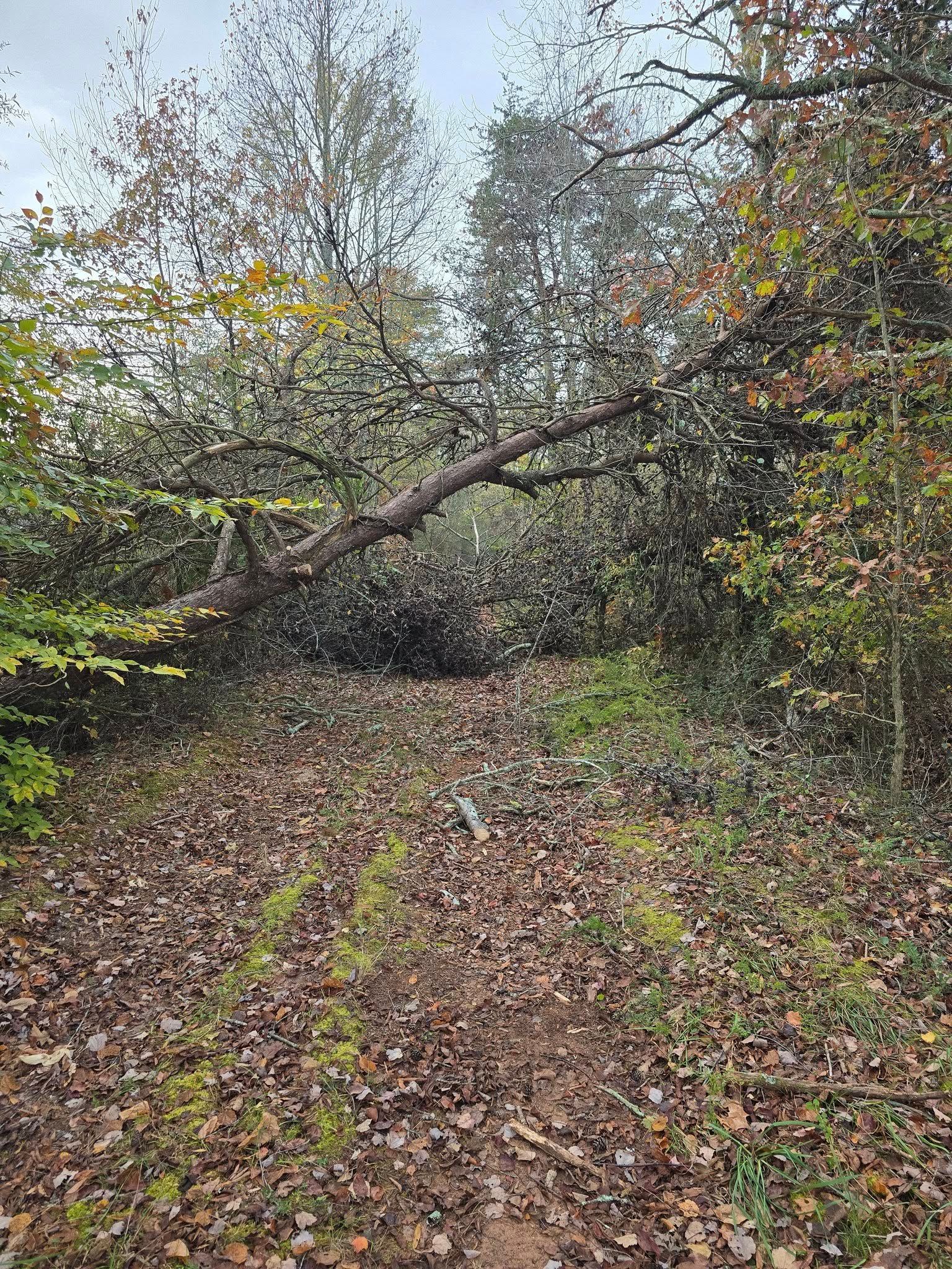 Leaf-covered woodland path with a fallen tree blocking the trail in autumn.