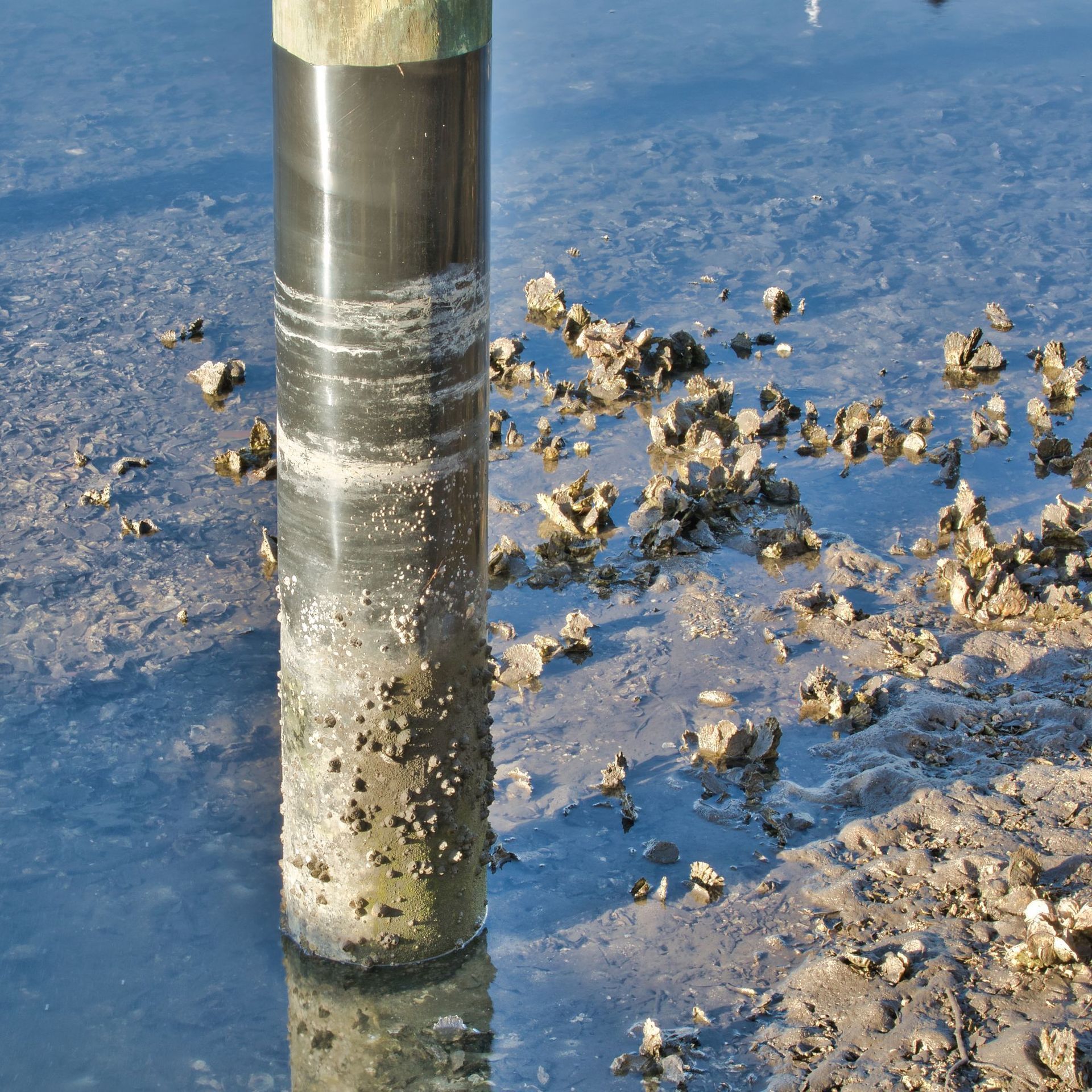 Metal pole in shallow muddy water with barnacle-like clumps and wet blue surface around it