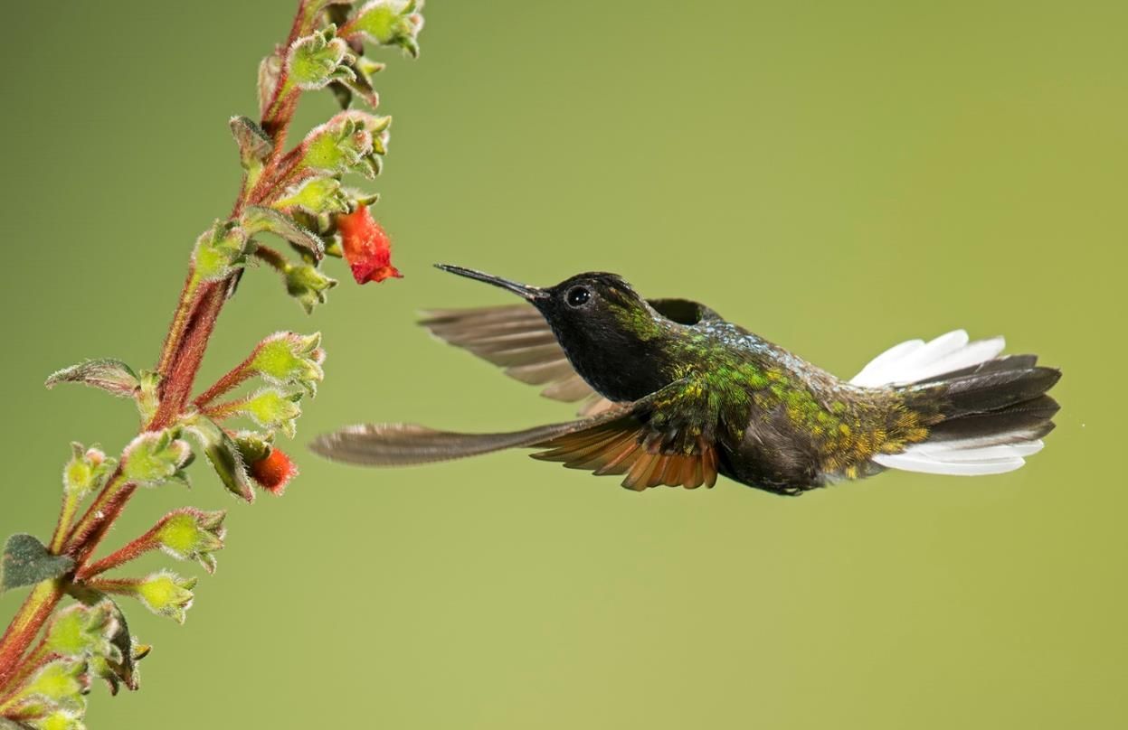 Bird-watching At Topsail Island