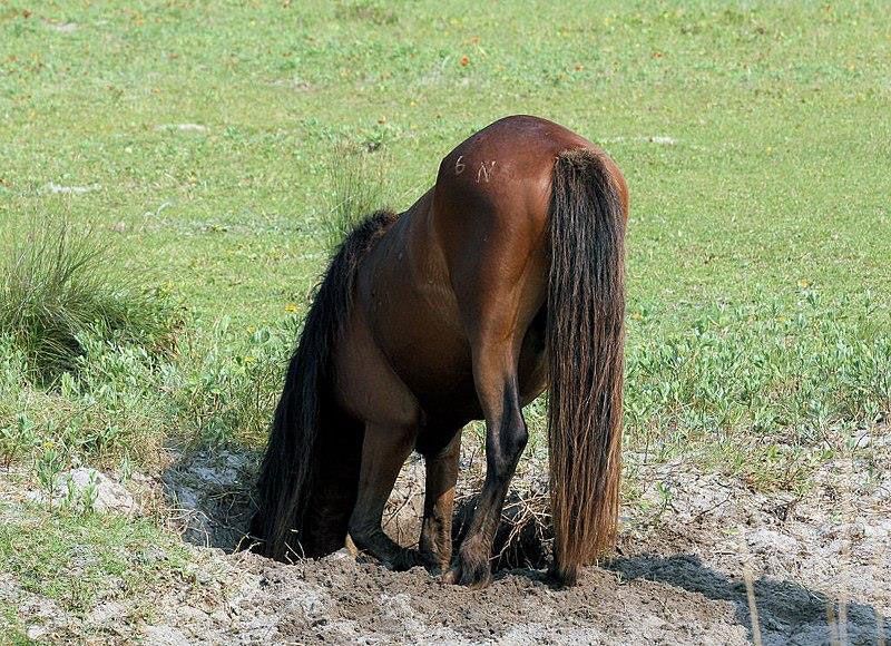 A Shackleford horse drinking from a horse-dug hole. Photo by Chris Capeheart