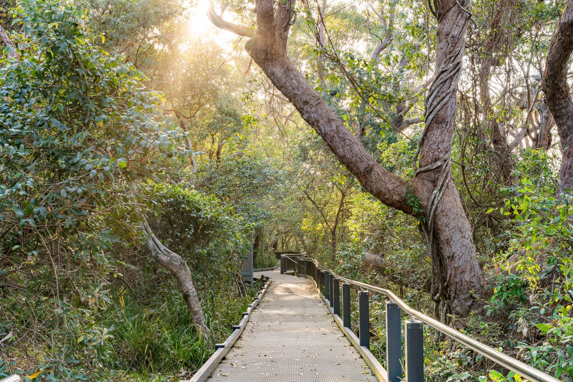 A Sun-Drenched Wooden Boardwalk Winds Through a Dense, Lush Green Forest — SeaChange Parks Milton in Milton, NSW