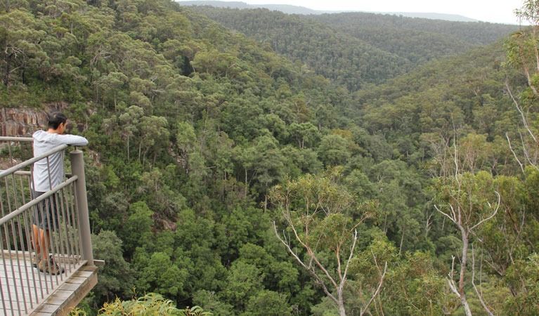 Person on a Viewing Platform Overlooking a Dense Green Forest-filled Valley — SeaChange Parks Milton in Milton, NSW