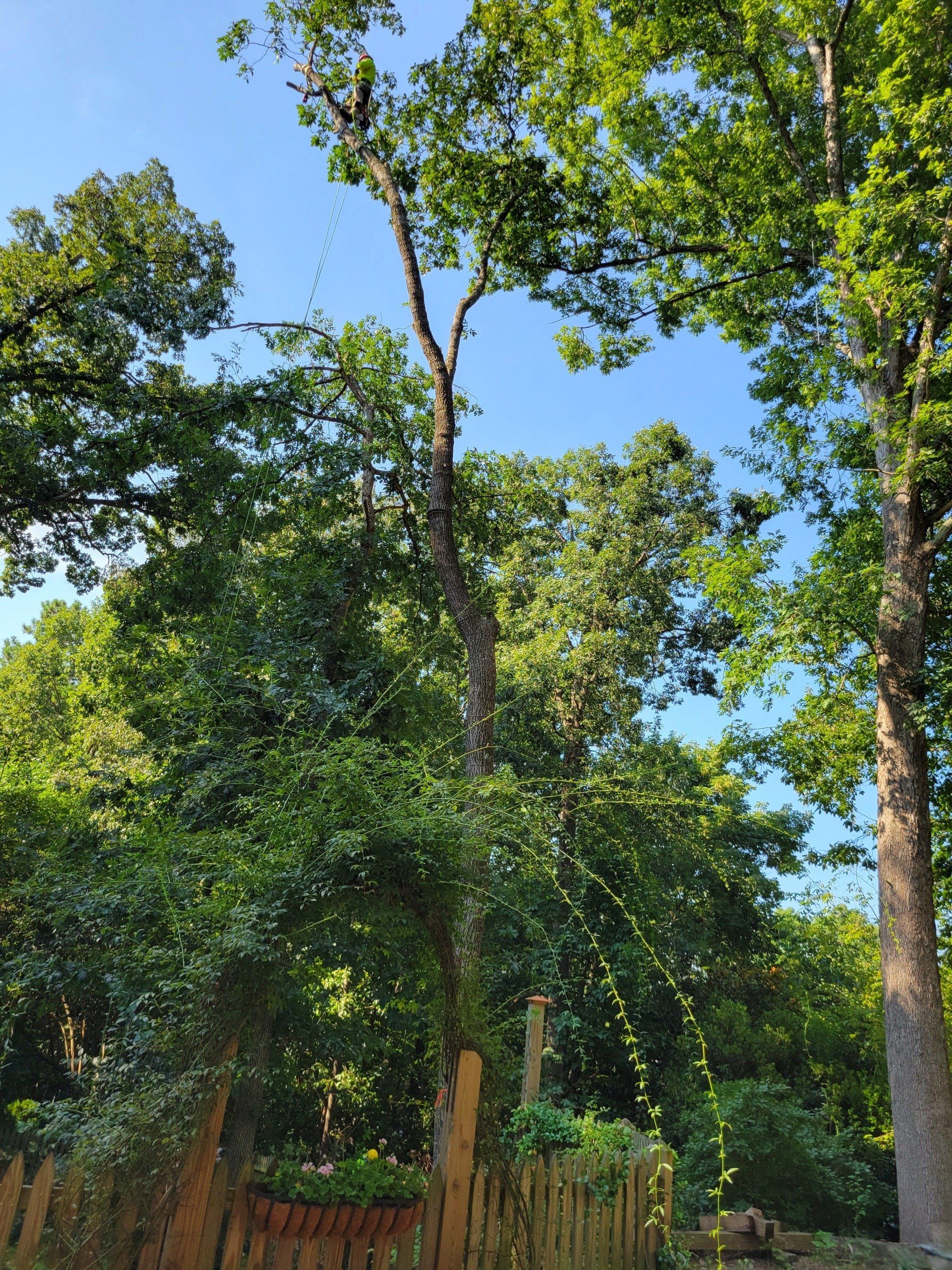 Tall Trees on Residential Property in Cary, NC