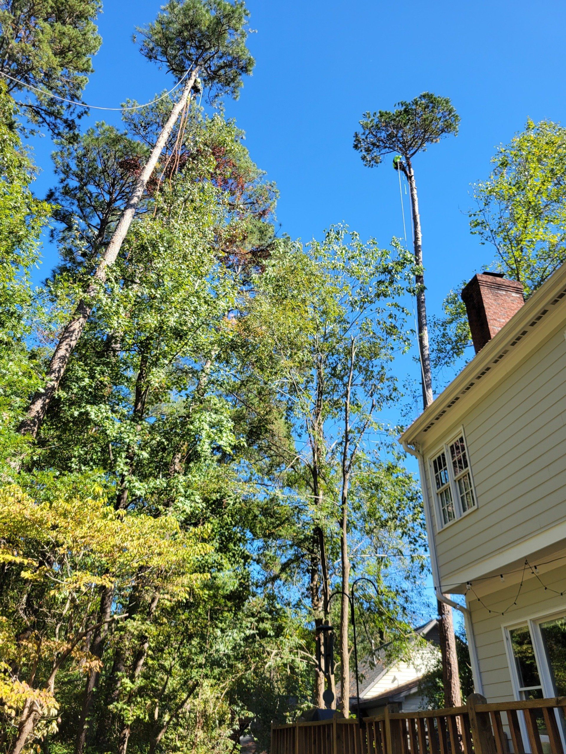 Large Tree Removal Project in Raleigh, NC