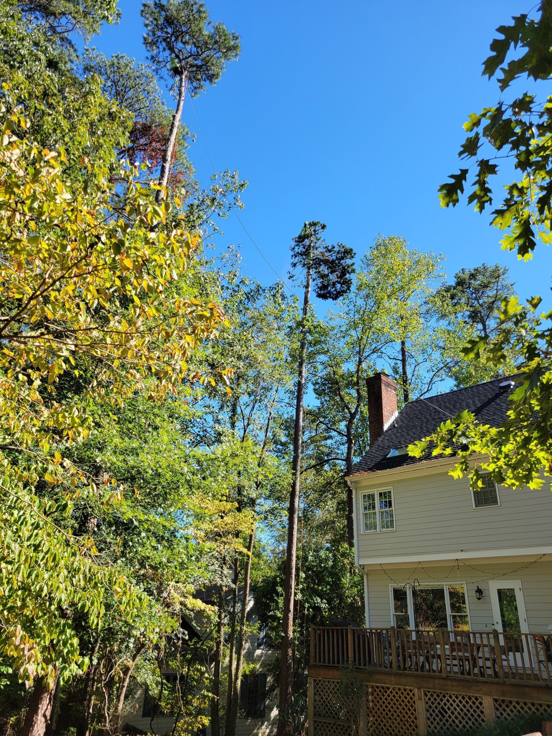 Tree Trimming Job in Progress
