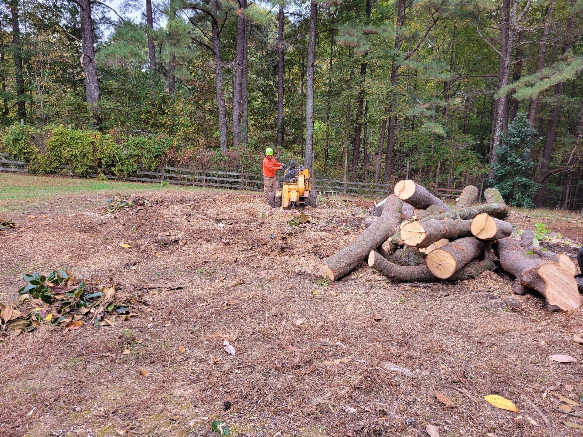Certified Tree Removal Professional
