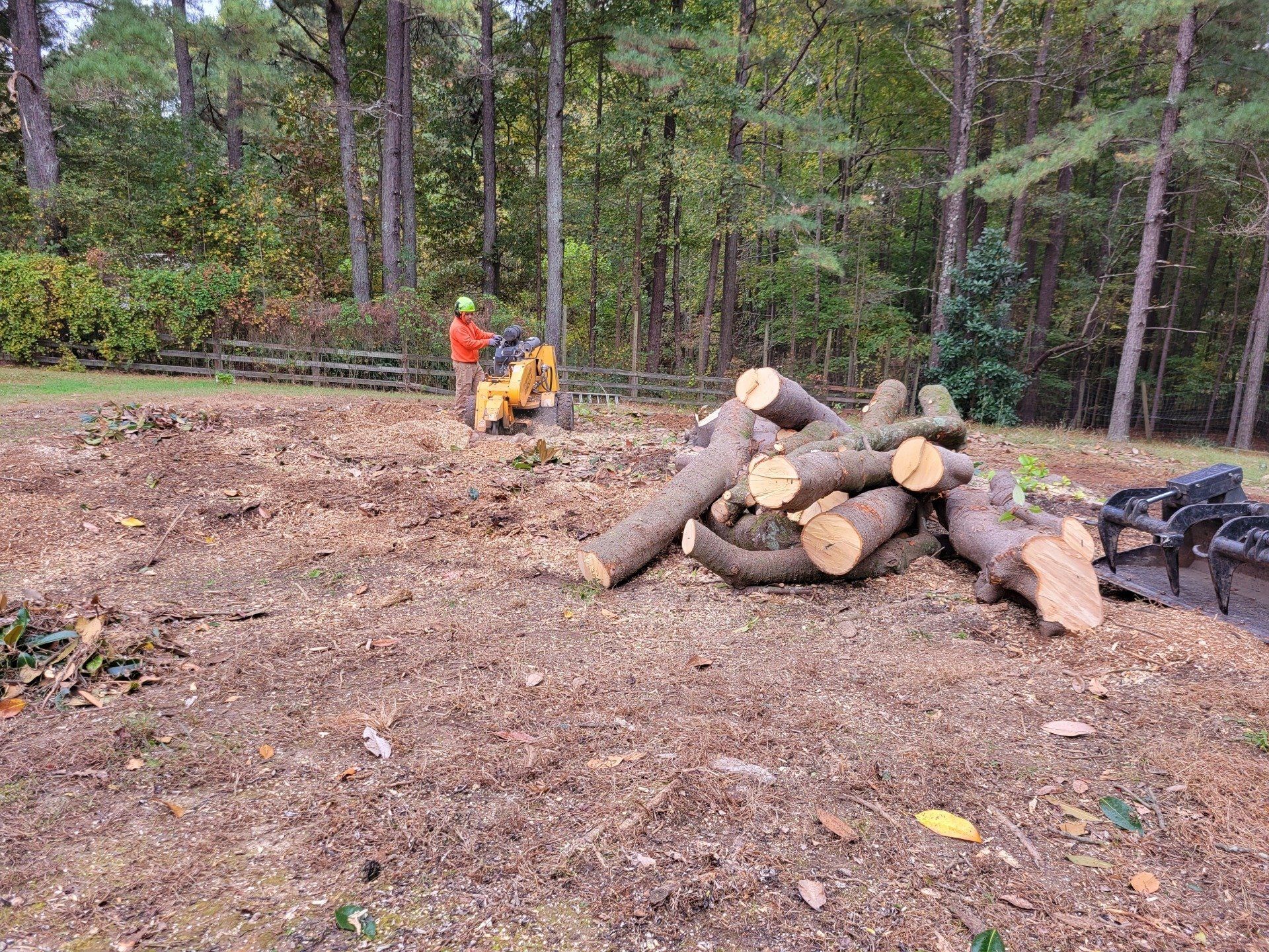 Tree Removal Professional & Stack of Tree Limbs