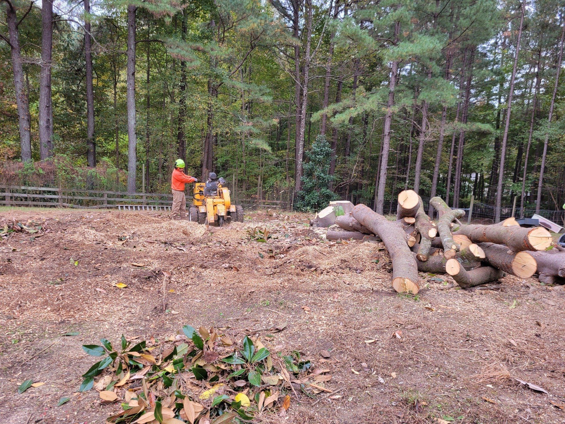 Tree Removal Professional in Durham, NC