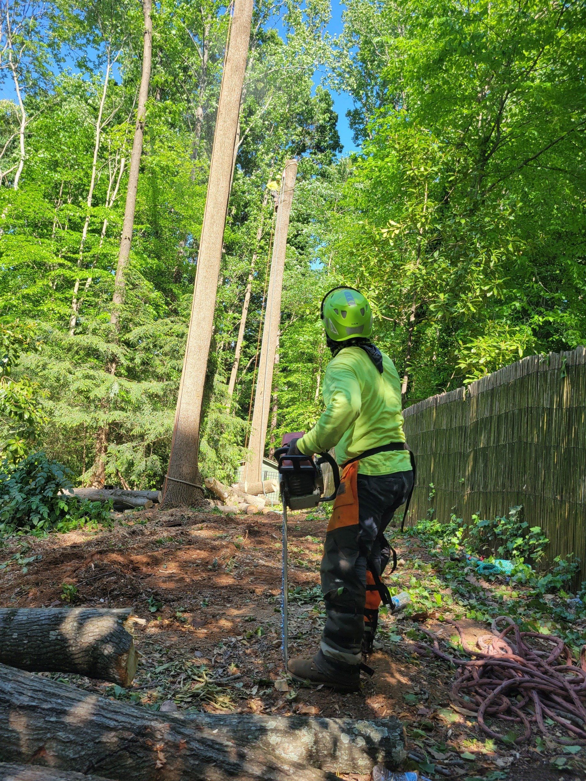 Tree Service Specialist in Cary, NC