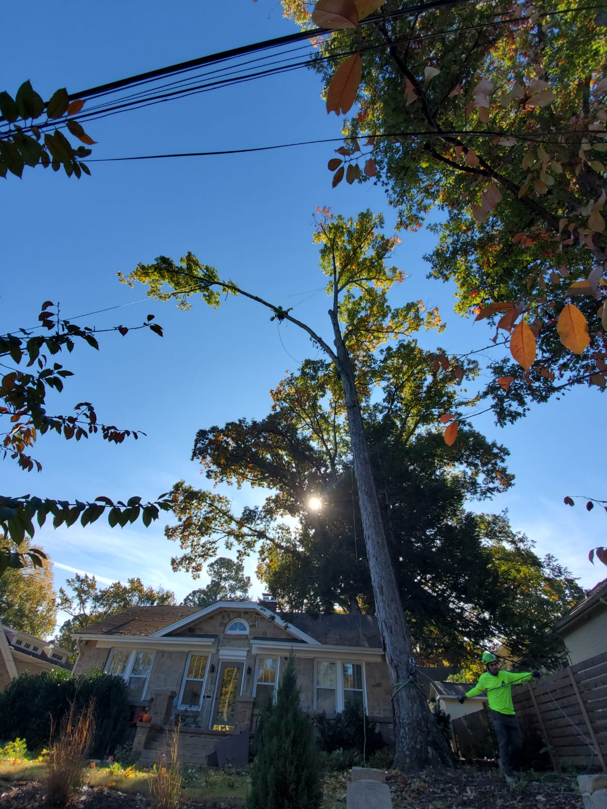 Tree Removal Project in Chapel Hill, NC