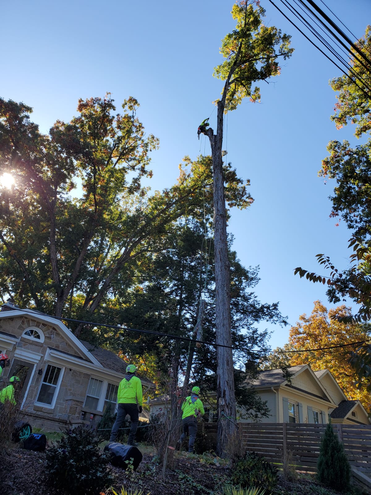 Local Tree Removal Project in Chapel Hill, NC