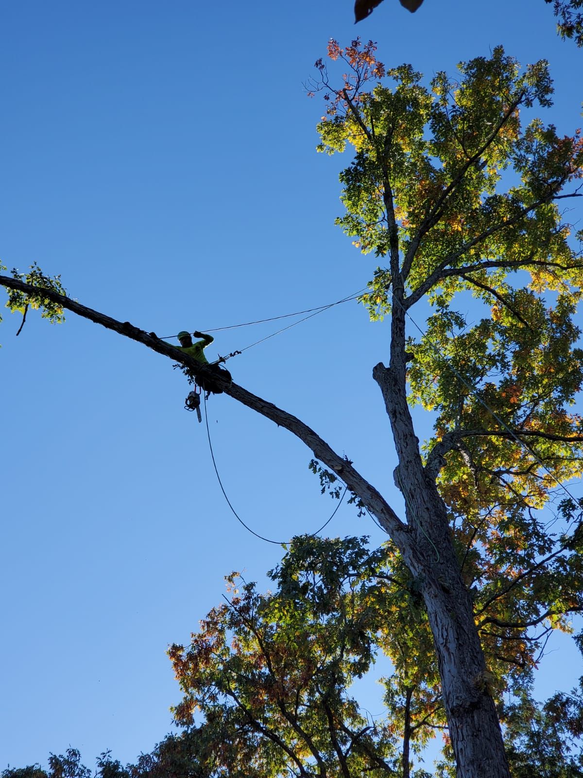 Tree Trimming Specialist on Overgrown Limb