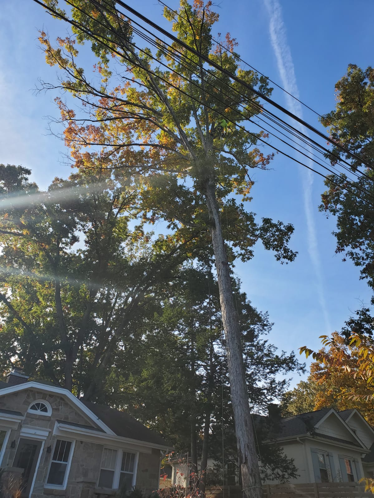 Tree Pruning Project in Apex, NC