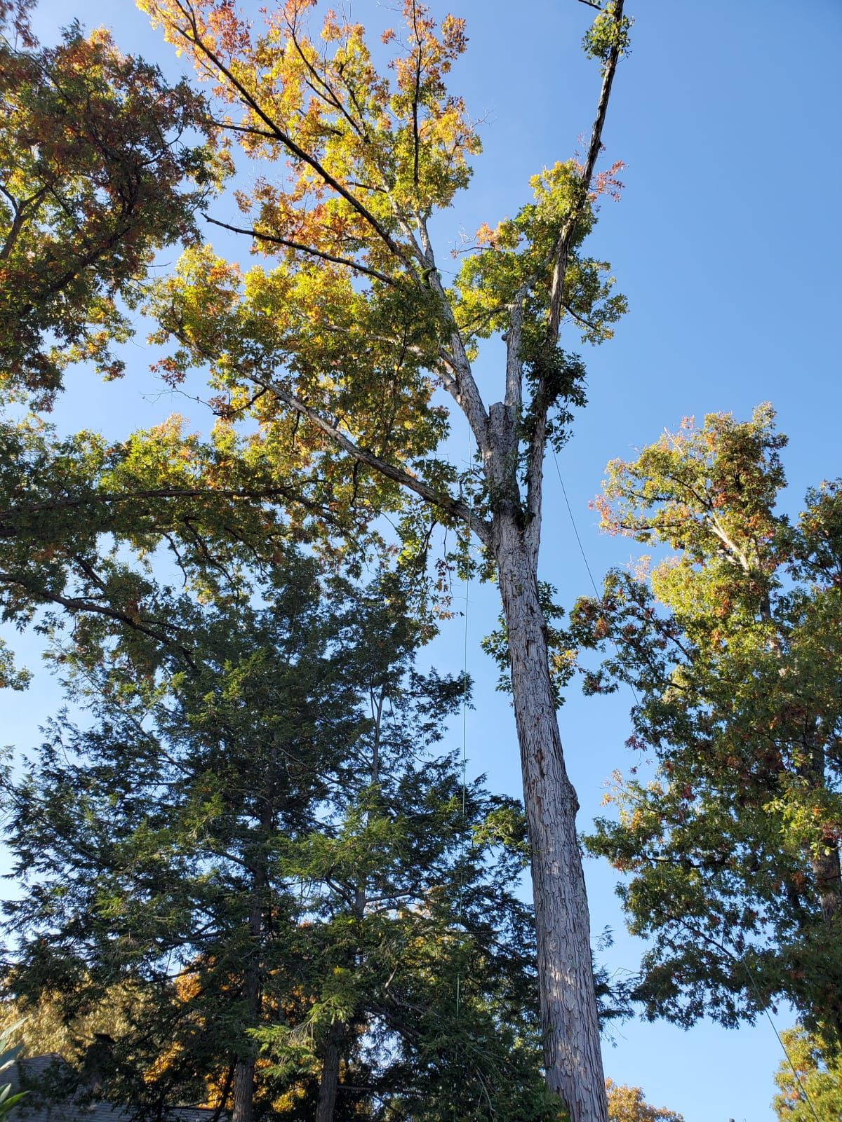 Large Tree Pruning Project in Progress