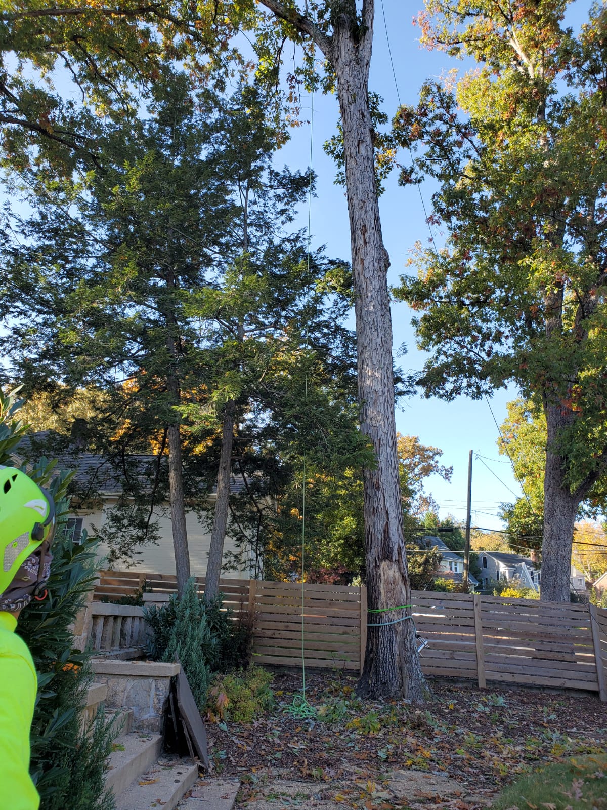 Dead Tree Removal Project