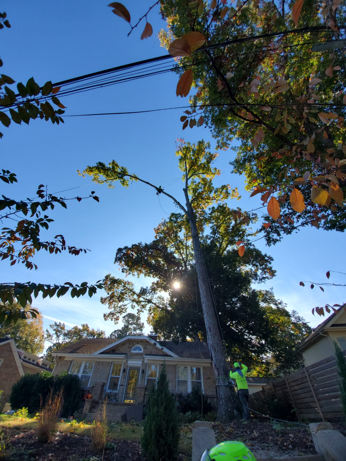 Large Tree Removal Project in Progress