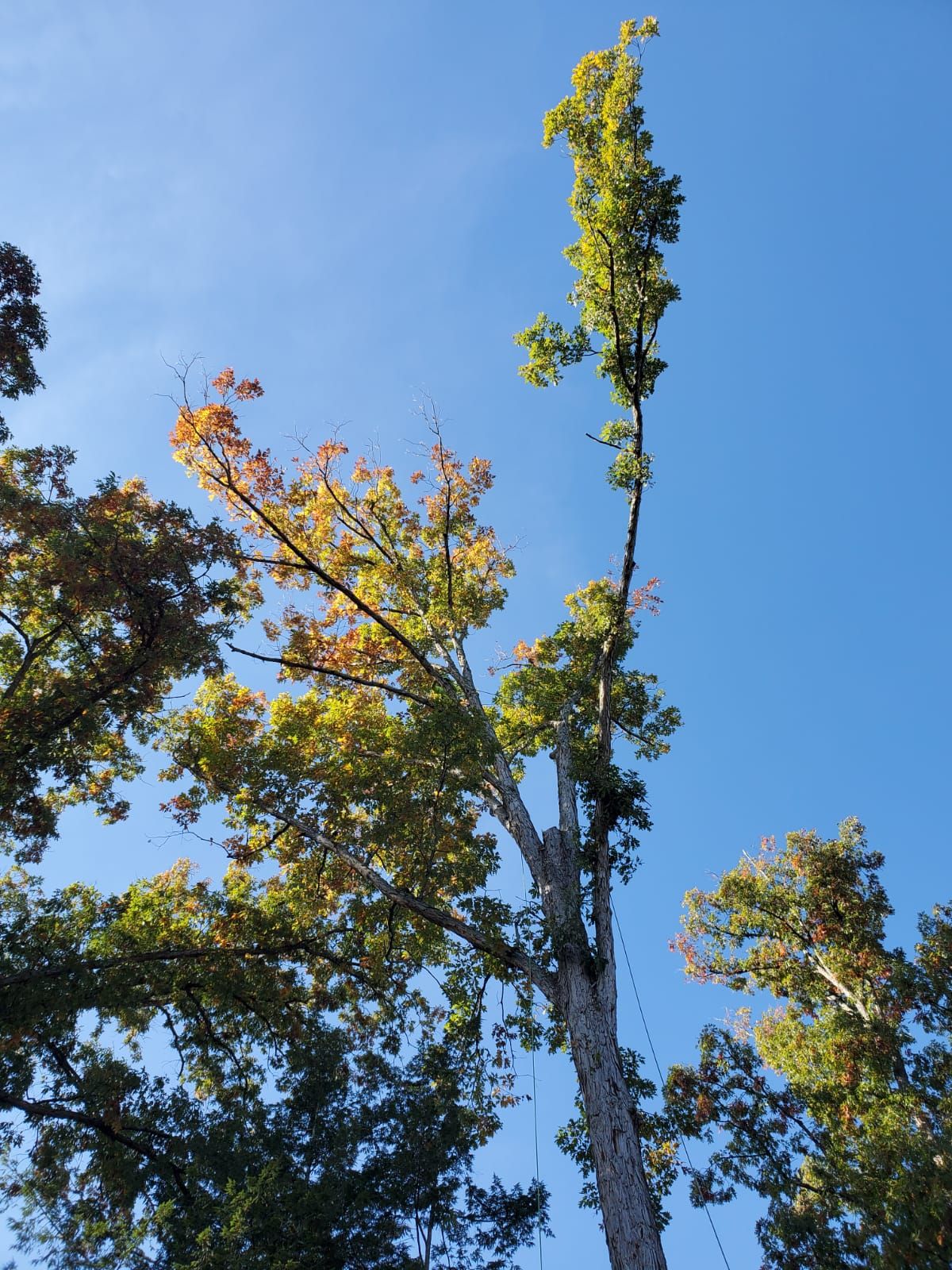 Local Tree Trimming Project in Progress