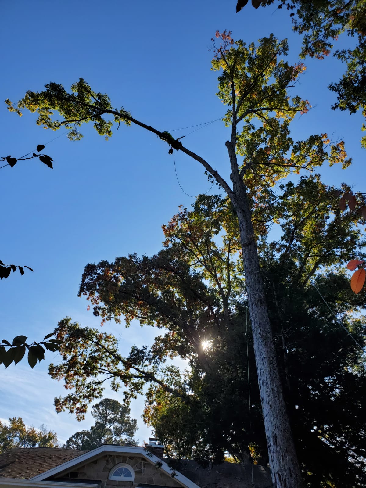 Large Tree Removal Project