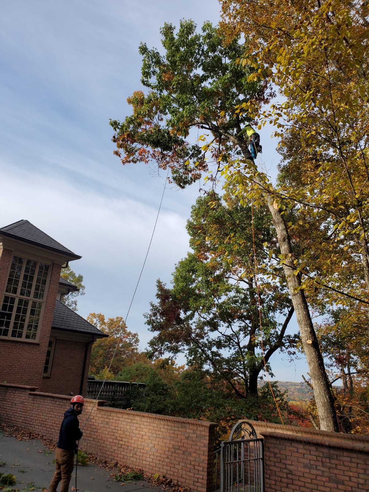 Tree Trimming Project in Apex, NC