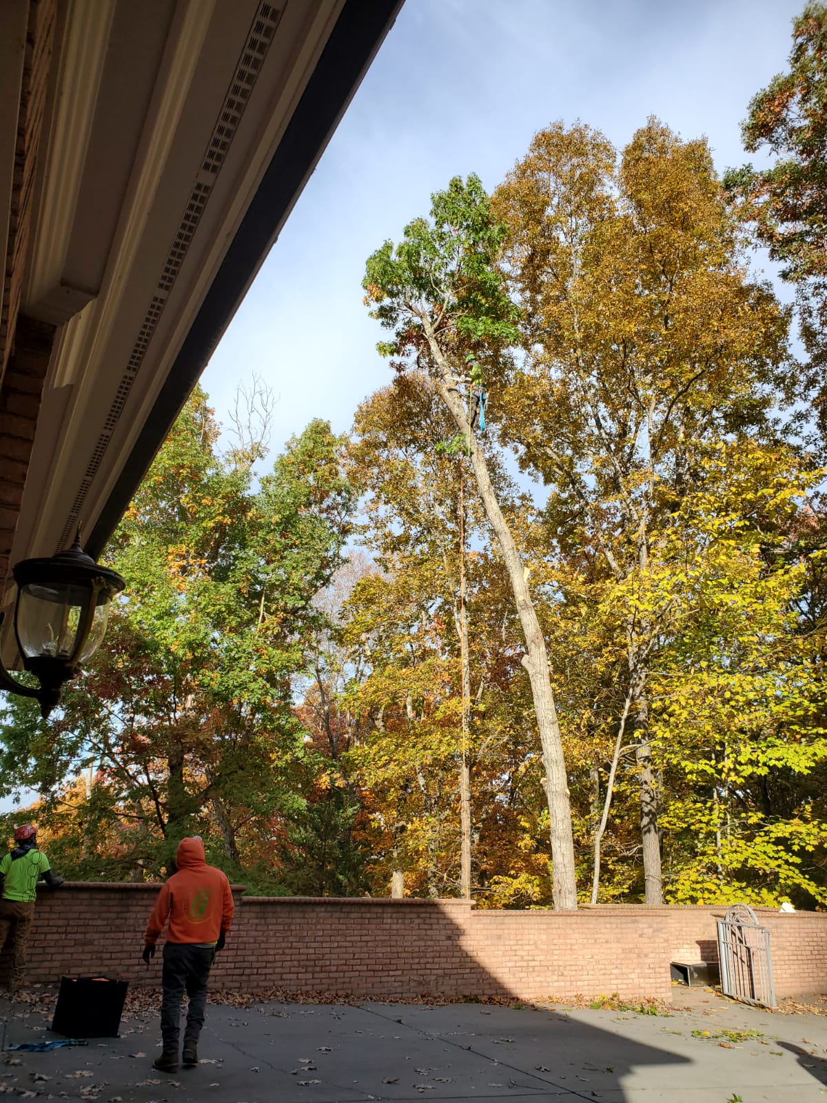 Tree Pruning Professional