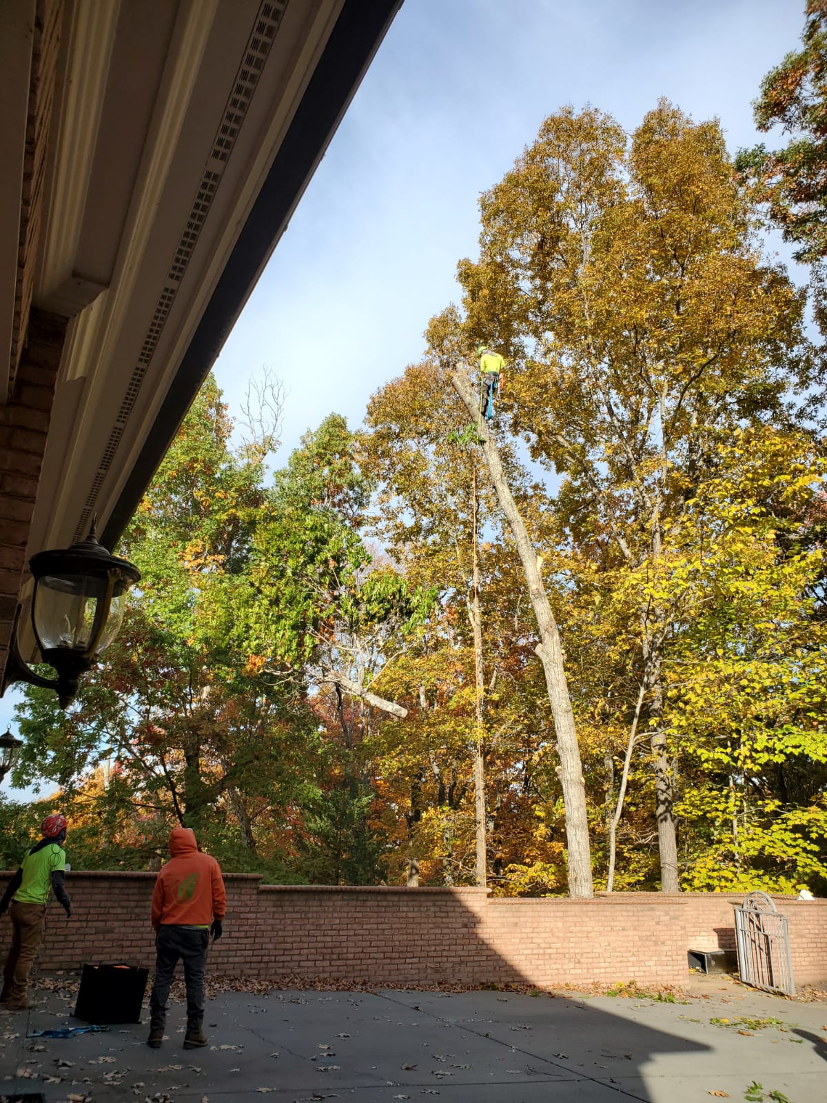 Experienced Tree Pruning Professional