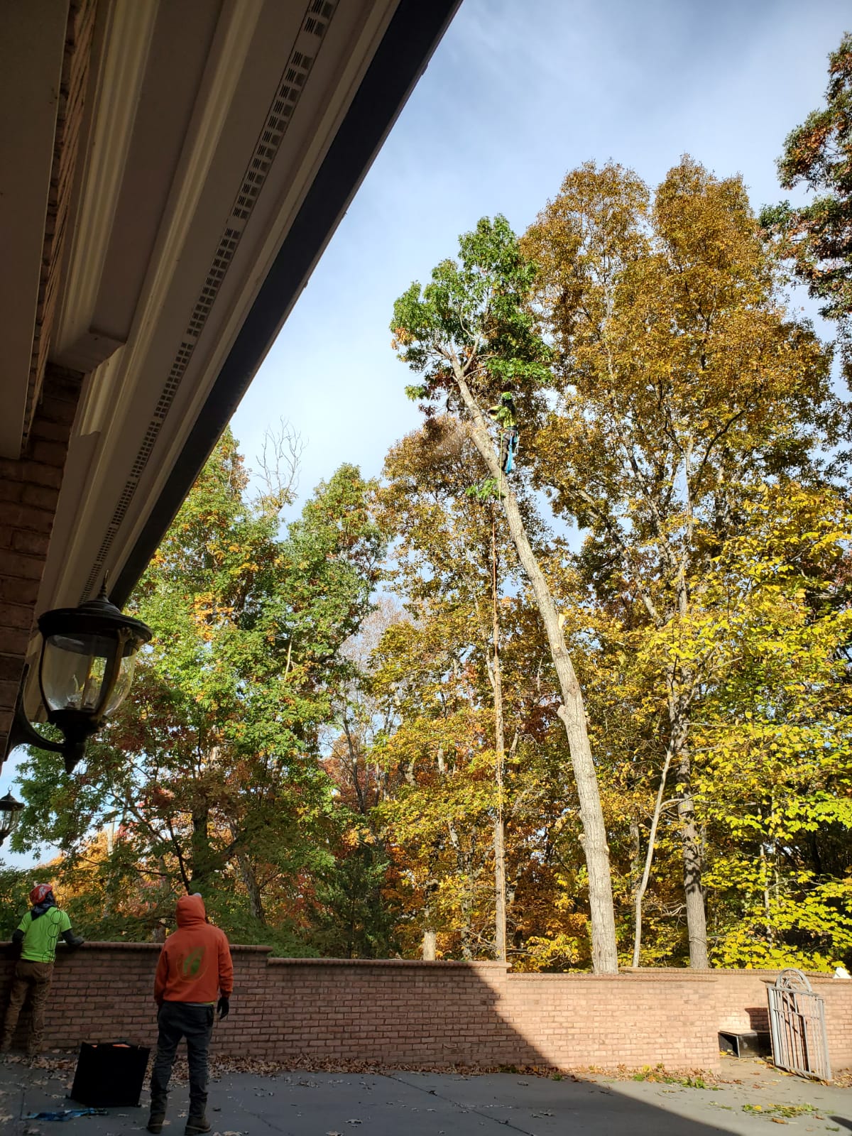 Certified Tree Trimming Professional