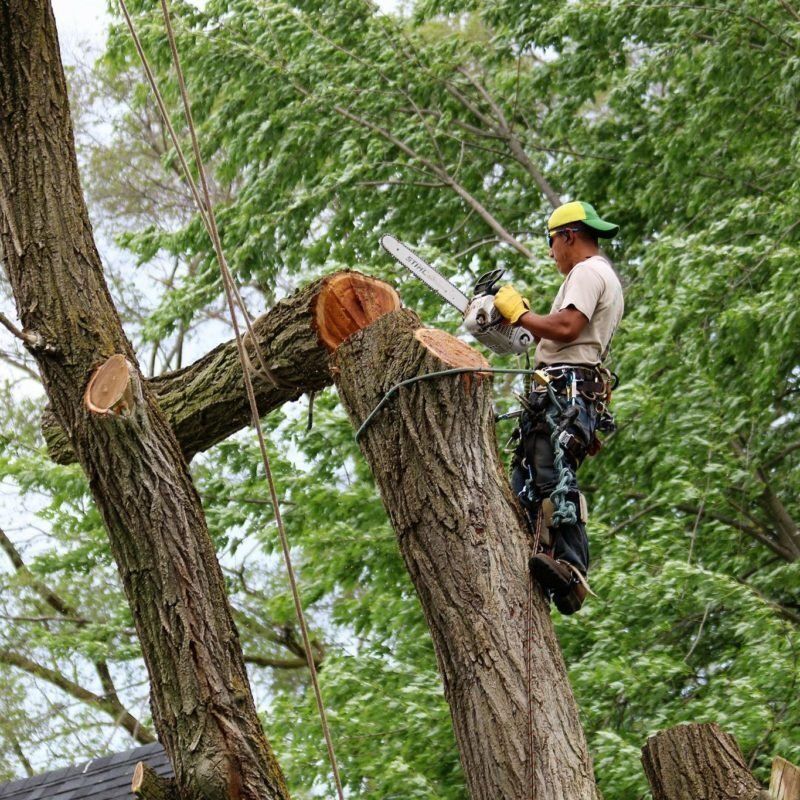 Tree removal