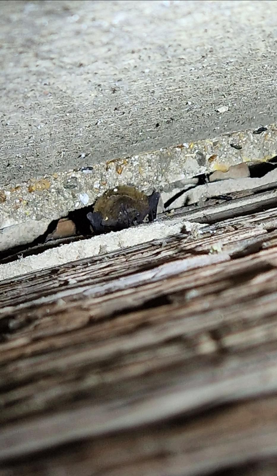 kruipruimte isolatie Kruipruimte isolatie met EPS parels