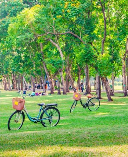 Two bicycles with baskets on a grassy field in a park, with people in the background under trees.