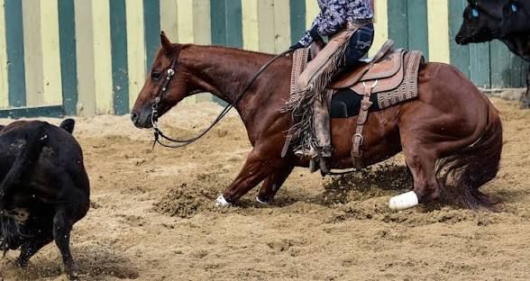 Cowboy riding a brown horse as it slides in a dusty arena near a black calf