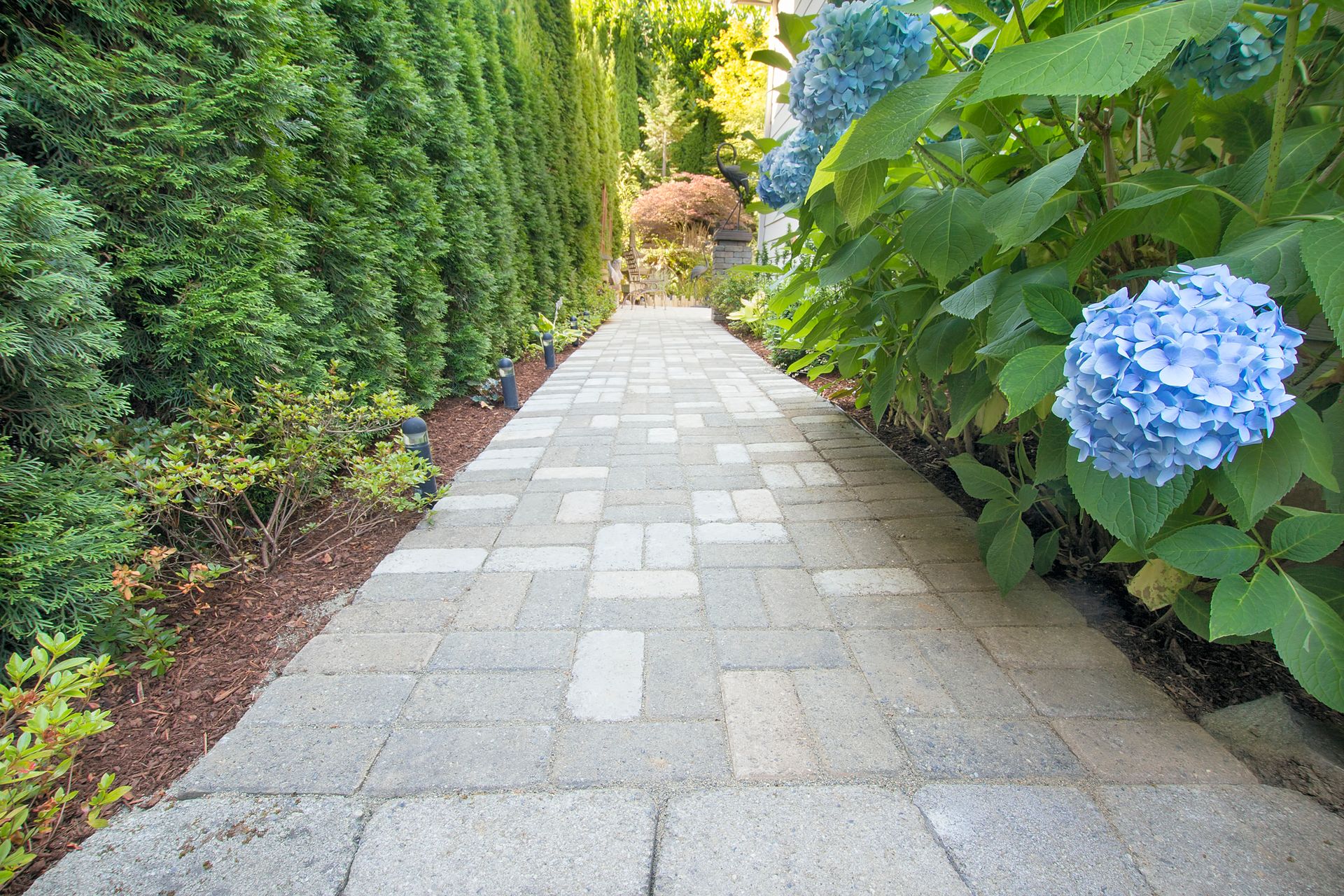 Garden path lined with green hedges and blue hydrangeas