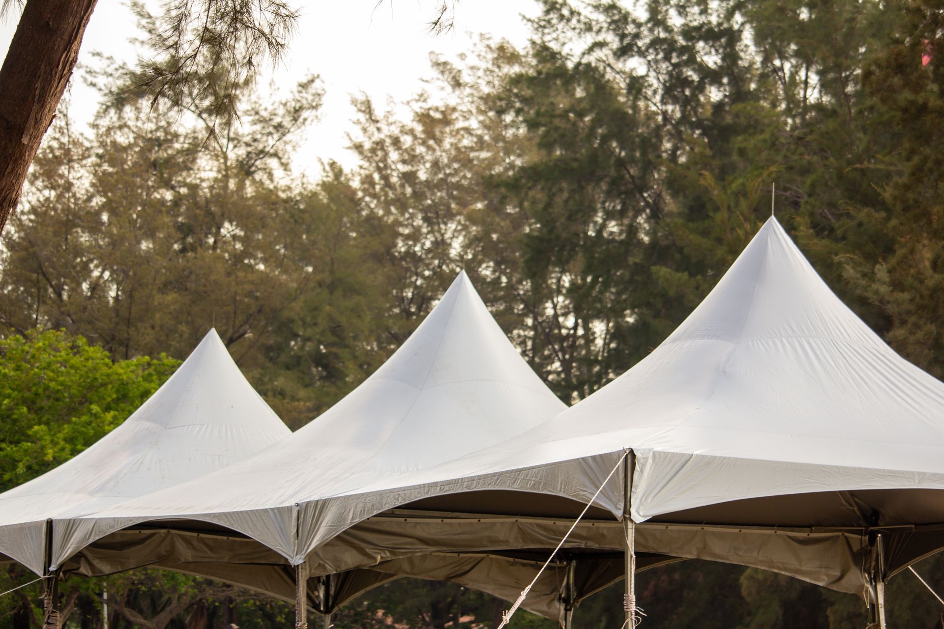 Three white peaked canopy tents set up outdoors surrounded by tall green trees.