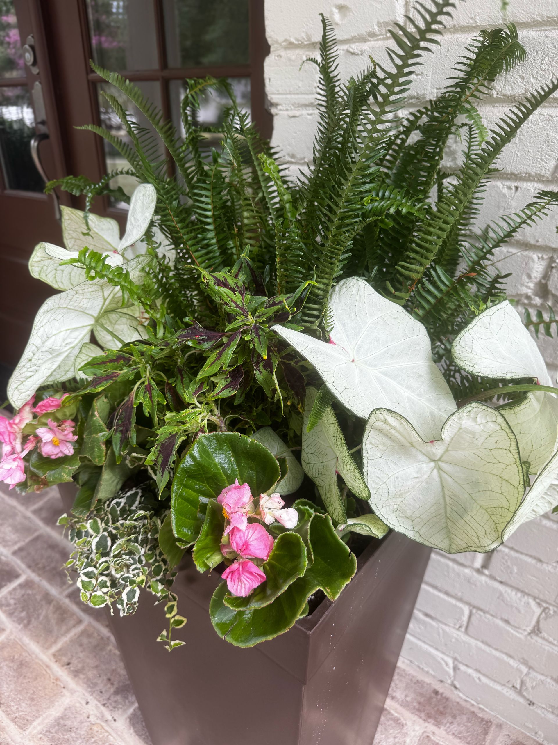 garden planter with ferns and caladiums