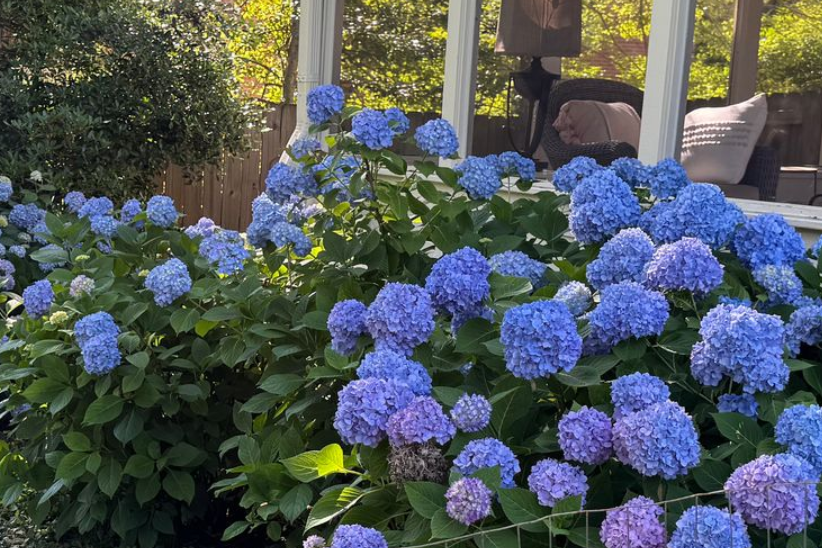 blue hydrangeas