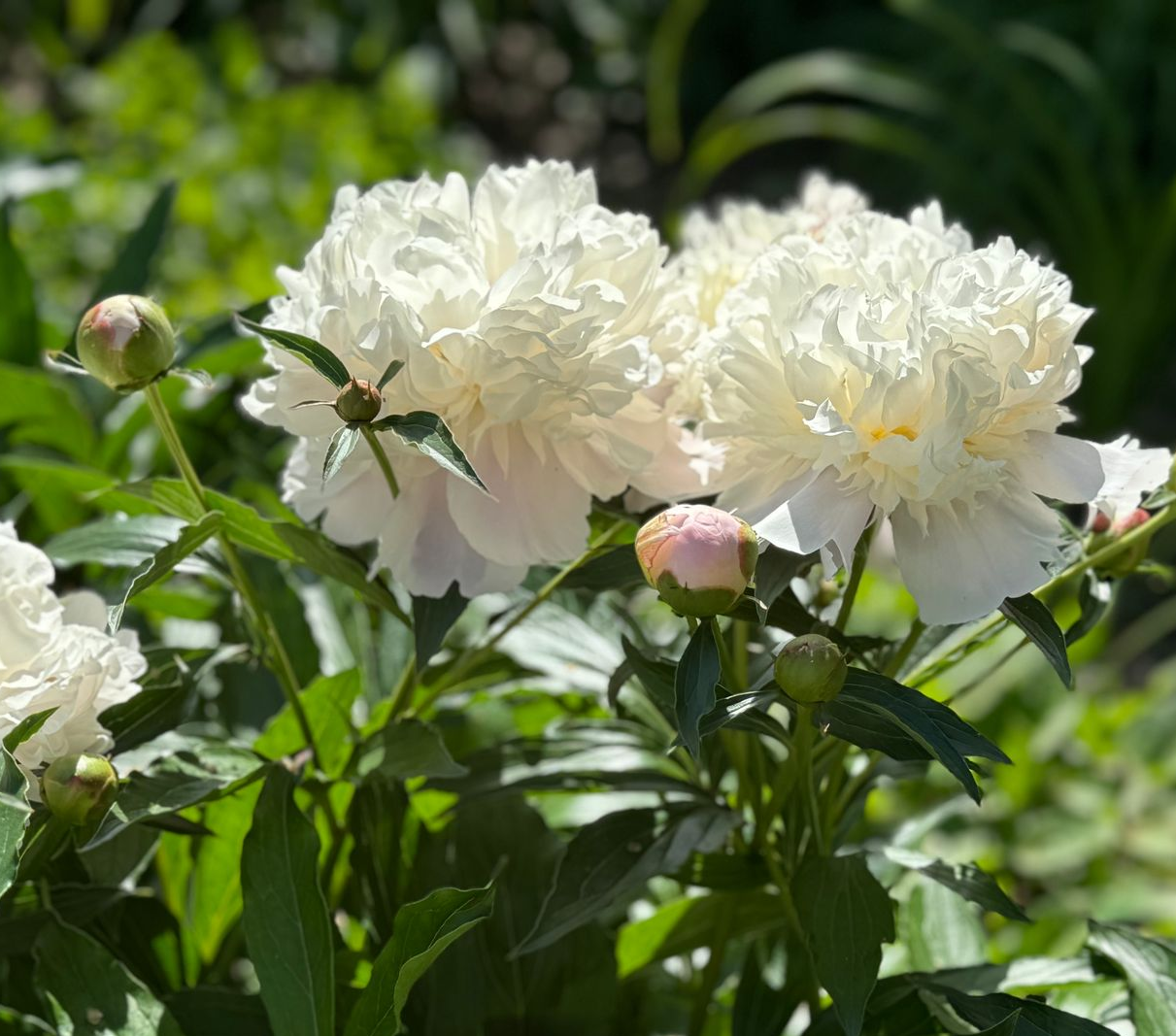 peonies
