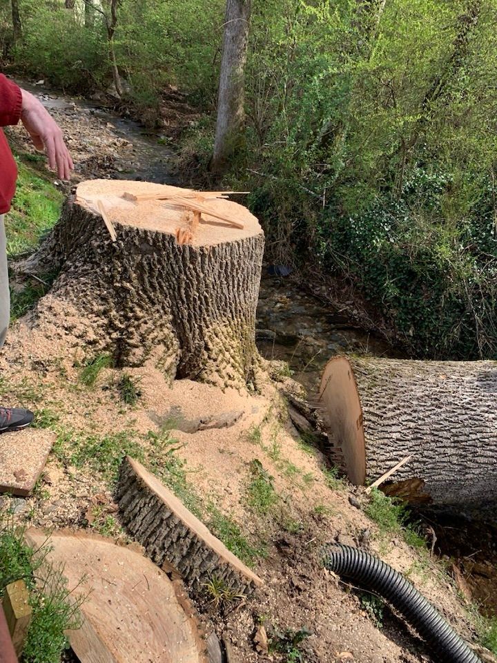 Tree stump and logs near a creek; person's arm visible, sawdust present.