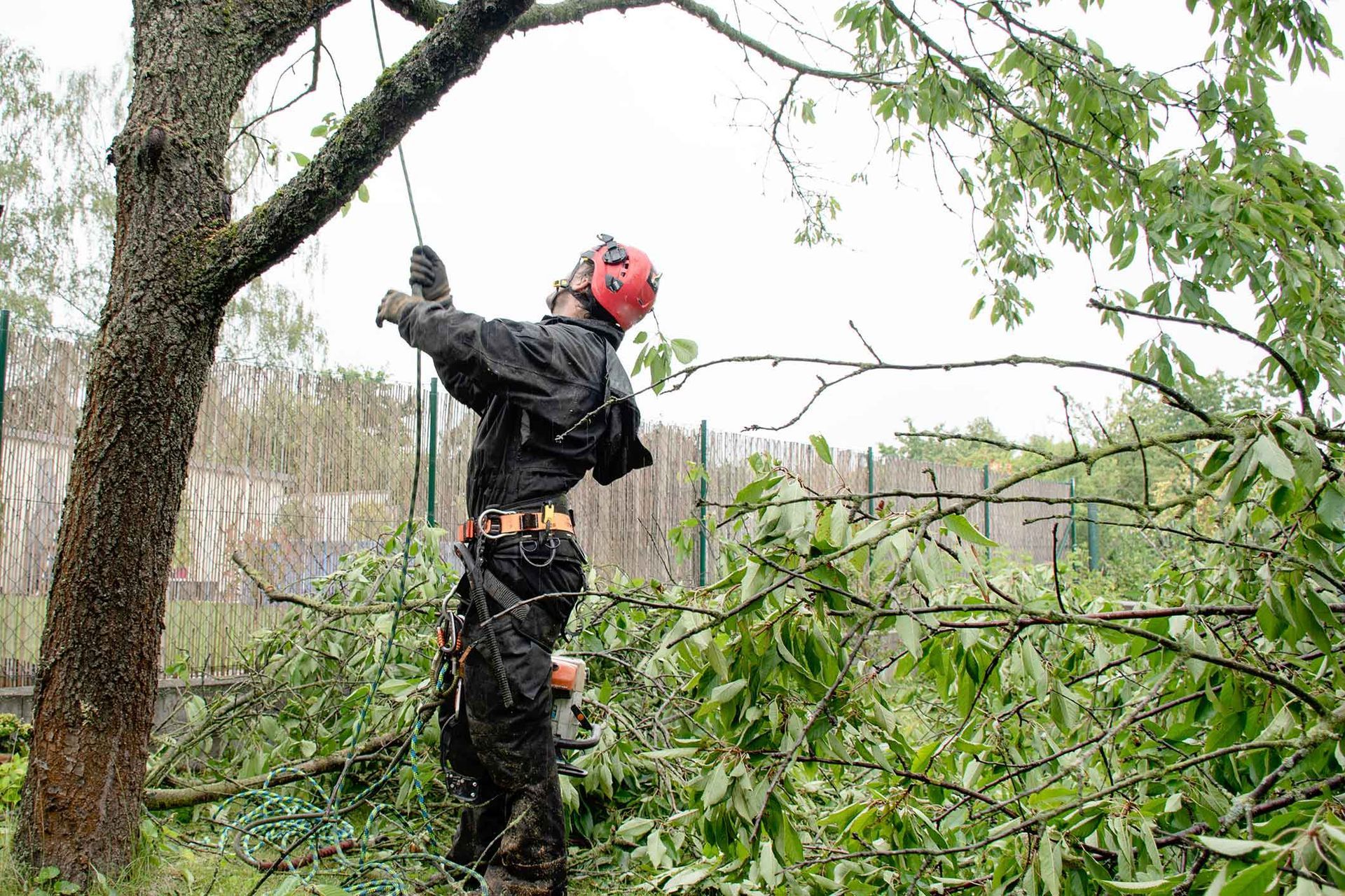 Arborist in red helmet and black gear, cutting tree branches outdoors.